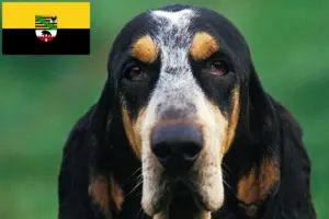 Scopri di più sull'articolo Allevatori di Petit Bleu de Gascogne e cuccioli in Sassonia-Anhalt