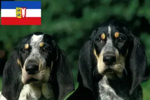 Scopri di più sull'articolo Allevatori di Petit Bleu de Gascogne e cuccioli in Schleswig-Holstein