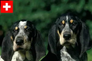 Scopri di più sull'articolo Allevatori di Petit Bleu de Gascogne e cuccioli in Svizzera