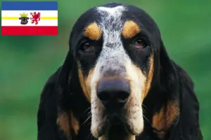 Scopri di più sull'articolo Allevatori di Petit Bleu de Gascogne e cuccioli in Mecklenburg-Vorpommern
