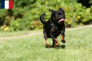 Scopri di più sull'articolo Allevatori e cuccioli di Petit Brabançon in Francia