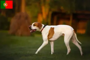Scopri di più sull'articolo Allevatori e cuccioli di Pointer inglese in Portogallo