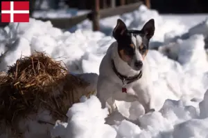 Scopri di più sull'articolo Allevatori di Ratonero Bodeguero Andaluz e cuccioli in Danimarca