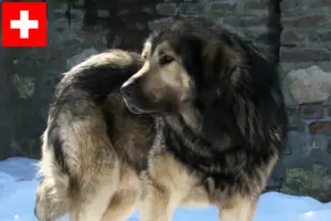 Scopri di più sull'articolo Allevatori di Šarplaninac e cuccioli in Svizzera
