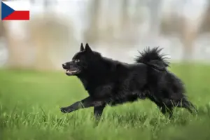 Scopri di più sull'articolo Allevatori e cuccioli di Schipperke in Repubblica Ceca