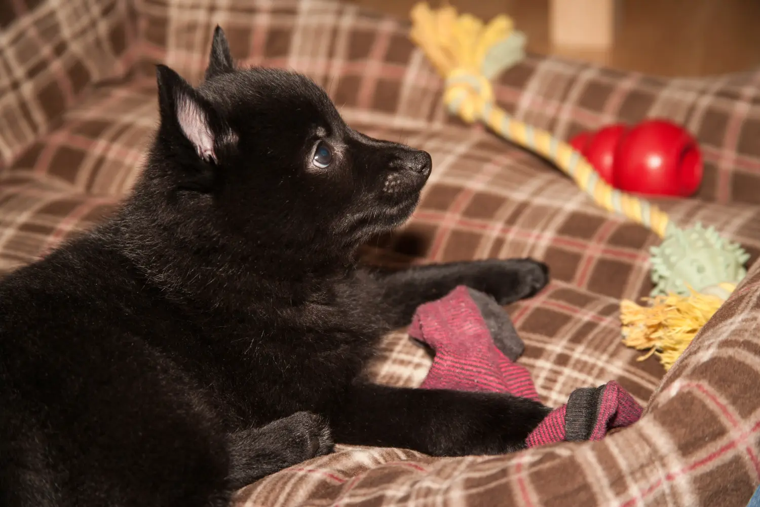 Acquistare un cucciolo di Schipperke significa assumersi delle responsabilità! Acquistare cuccioli di Schipperke.