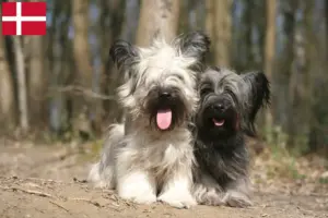 Scopri di più sull'articolo Allevatori di Skye Terrier e cuccioli in Danimarca