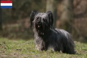 Scopri di più sull'articolo Allevatori di Skye Terrier e cuccioli in Olanda