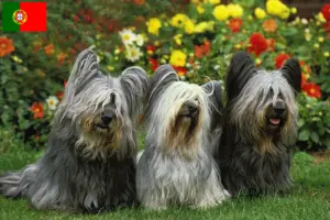 Scopri di più sull'articolo Allevatori e cuccioli di Skye Terrier in Portogallo