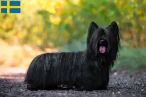 Scopri di più sull'articolo Allevatori di Skye Terrier e cuccioli in Svezia