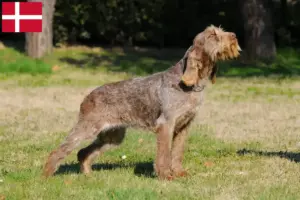 Scopri di più sull'articolo Allevatori di Spinone Italiano e cuccioli in Danimarca