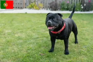 Scopri di più sull'articolo Allevatori di Staffordshire Bull Terrier e cuccioli in Portogallo