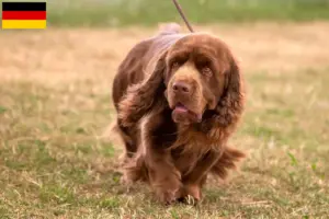 Scopri di più sull'articolo Allevatori di Sussex-Spaniel e cuccioli in Germania
