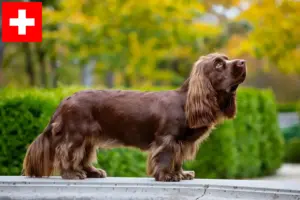 Scopri di più sull'articolo Allevatori di Sussex Spaniel e cuccioli in Svizzera