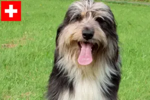 Scopri di più sull'articolo Allevatori e cuccioli di Wäller in Svizzera