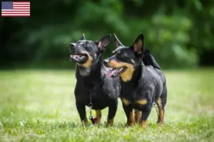 Scopri di più sull'articolo Allevatori di Lancashire Heeler e cuccioli in USA