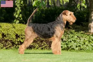 Scopri di più sull'articolo Allevatori di Airedale Terrier e cuccioli negli USA