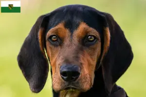 Scopri di più sull'articolo Allevatori di Bracke tirolesi e cuccioli in Sassonia