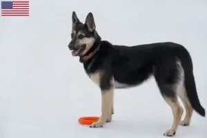 Scopri di più sull'articolo Allevatore di cani da pastore dell’Europa orientale e cuccioli negli USA