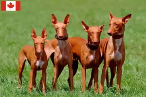 Scopri di più sull'articolo Allevatori e cuccioli di Pharaoh Hound in Canada