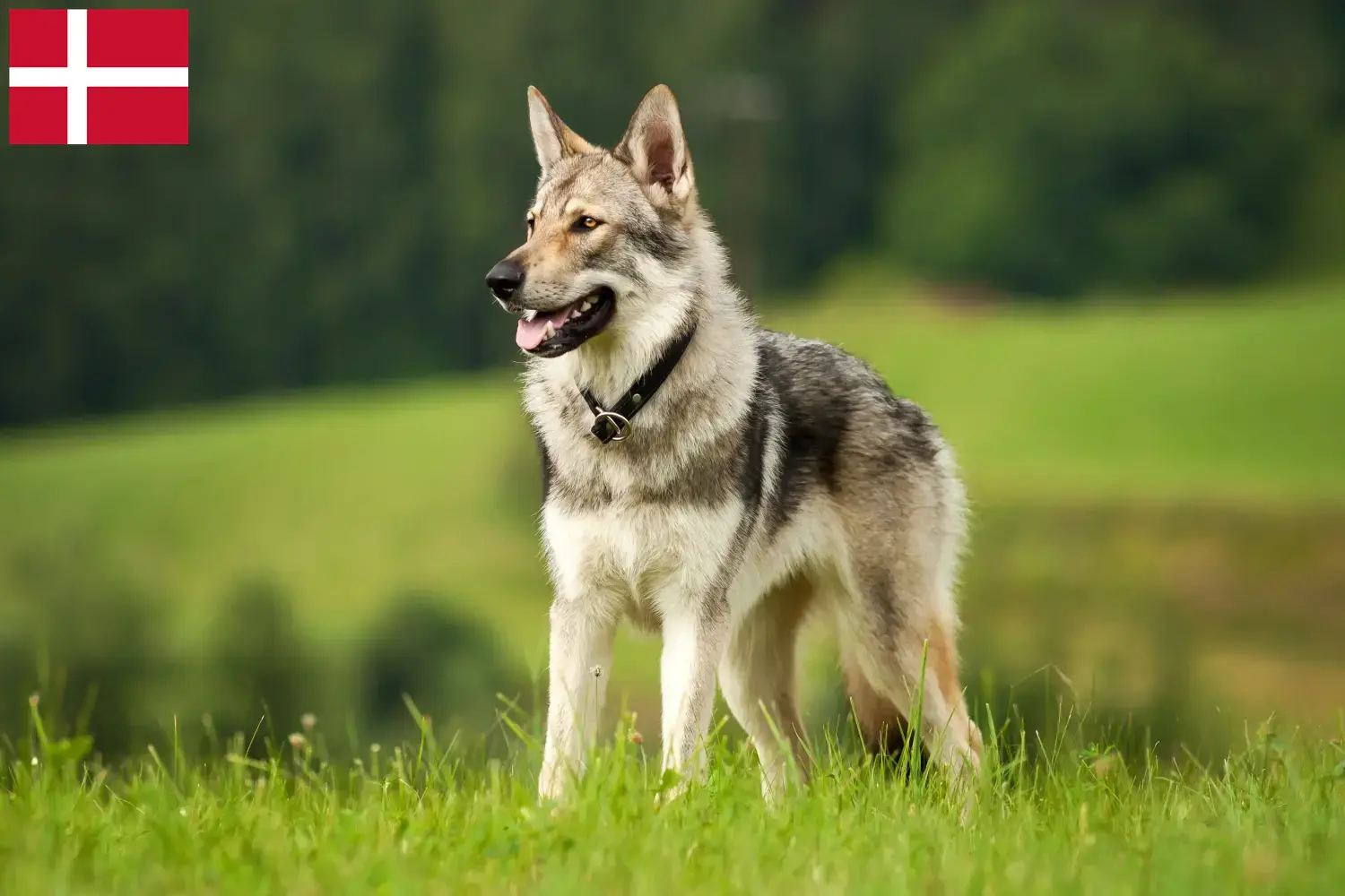 Scopri di più sull'articolo Allevatore di cani lupo cecoslovacchi e cuccioli in Danimarca