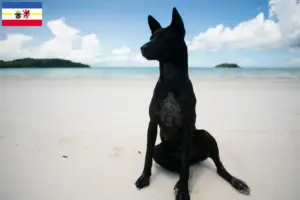 Scopri di più sull'articolo Allevatori di cani e cuccioli di Taiwan in Mecklenburg-Vorpommern