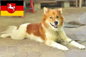 Scopri di più sull'articolo Allevatore di cani Thai Bangkaew e cuccioli in Bassa Sassonia