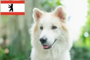 Scopri di più sull'articolo Allevatore di cani Thai Bangkaew e cuccioli a Berlino
