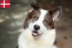 Scopri di più sull'articolo Allevatore di cani Thai Bangkaew e cuccioli in Danimarca