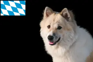 Scopri di più sull'articolo Allevatore di cani e cuccioli Thai Bangkaew in Baviera