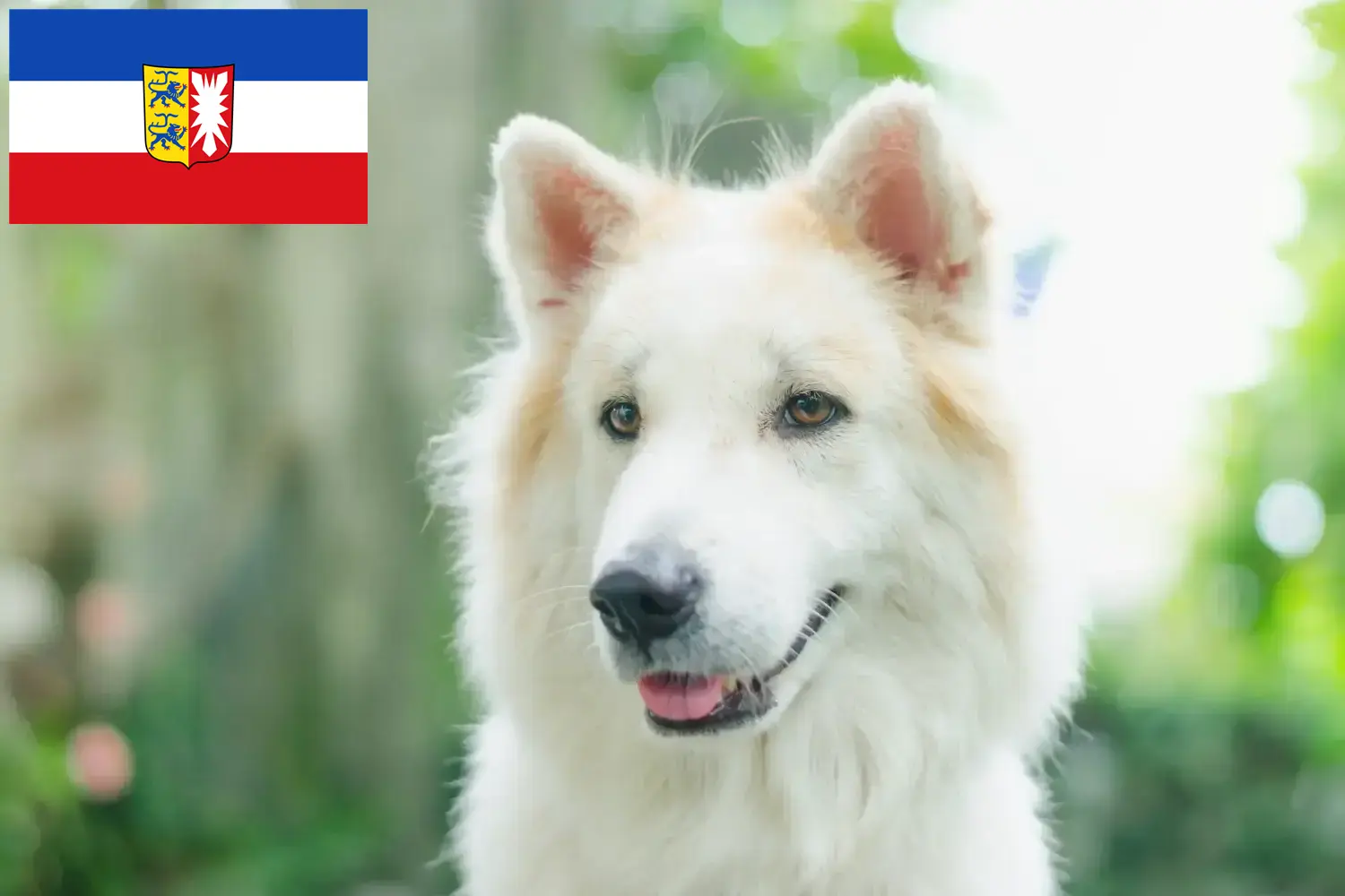 Scopri di più sull'articolo Allevatore di cani Thai Bangkaew e cuccioli in Schleswig-Holstein