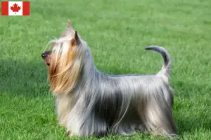 Scopri di più sull'articolo Allevatori e cuccioli di Australian Silky Terrier in Canada