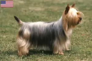 Scopri di più sull'articolo Allevatori di Australian Silky Terrier e cuccioli negli Stati Uniti d’America