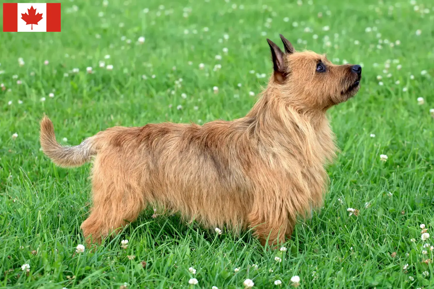 Cuccioli di Australian Terrier e allevatori Canada Trova qui gli allevatori di Australian Terrier in Canada.
