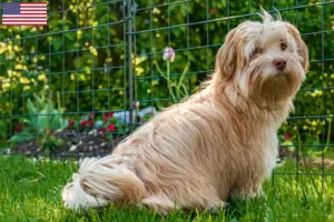 Scopri di più sull'articolo Allevatori di Havanese e cuccioli negli Stati Uniti d’America