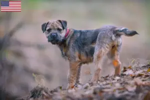 Scopri di più sull'articolo Allevatori di Border Terrier e cuccioli negli Stati Uniti d’America