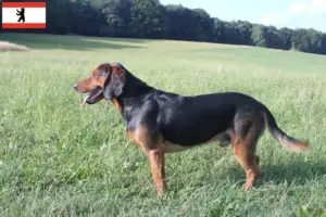 Scopri di più sull'articolo Allevatori di Bracke tirolesi e cuccioli a Berlino