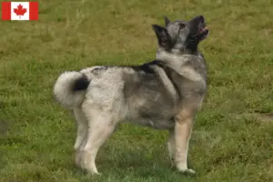 Scopri di più sull'articolo Allevatore di Buhund Norvegese e cuccioli in Canada