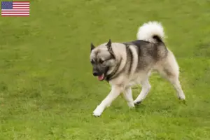 Scopri di più sull'articolo Allevatori di Buhund Norvegese e cuccioli in USA