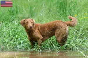 Scopri di più sull'articolo Allevatori di Chesapeake Bay Retriever e cuccioli negli Stati Uniti d’America