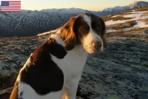 Scopri di più sull'articolo Allevatori di Drentse Patrijshond e cuccioli in USA