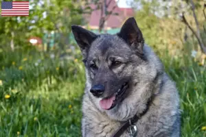 Scopri di più sull'articolo Allevatori e cuccioli di Elkhound norvegese in USA