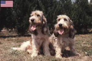 Scopri di più sull'articolo Allevatori di Grand Basset Griffon Vendéen e cuccioli in USA