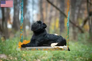 Scopri di più sull'articolo Allevatori di Griffoni nani belgi e cuccioli negli USA