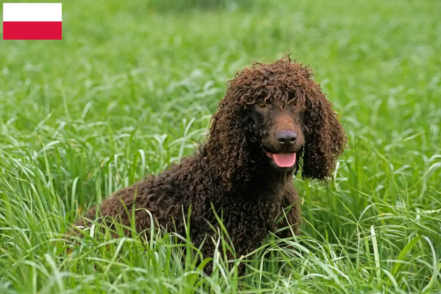 Scopri di più sull'articolo Allevatori di Irish Water Spaniel e cuccioli in Polonia