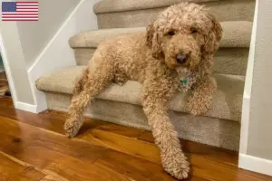 Scopri di più sull'articolo Allevatori di Labradoodle australiani e cuccioli negli Stati Uniti d’America
