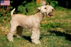 Scopri di più sull'articolo Allevatori di Lakeland Terrier e cuccioli in USA
