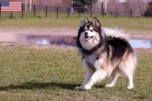 Scopri di più sull'articolo Allevatori di Lapphund finlandese e cuccioli negli Stati Uniti d’America