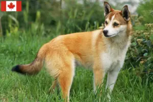 Scopri di più sull'articolo Allevatori di Lundehund Norvegese e cuccioli in Canada