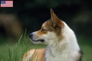Scopri di più sull'articolo Allevatori di Lundehund Norvegese e cuccioli in USA